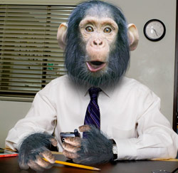 Het bewijs: jouw baas is een aap