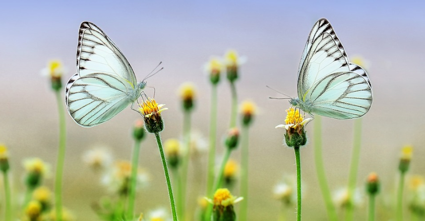 eco vlindertjes