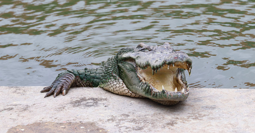 Heb jij een krokodil als baas?
